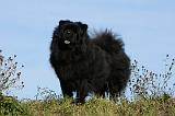 CHOW CHOW 443